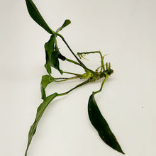 Load image into Gallery viewer, Anubias Lanceolata-Aquatic Plants-Glass Grown-Glass Grown Aquatics-Aquarium live fish plants, decor