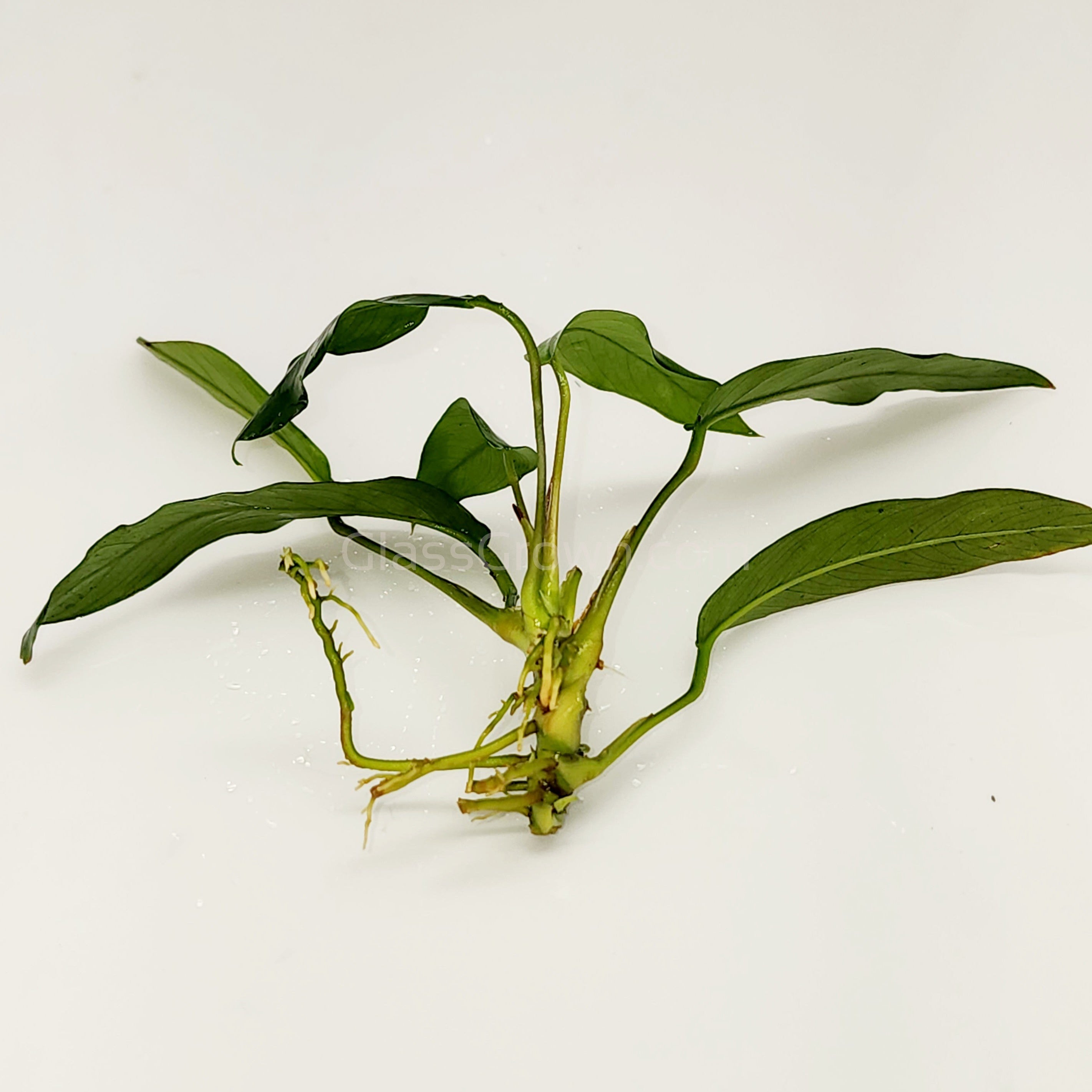 Anubias Lanceolata – Plante Facile Et Robuste Pour Aquarium