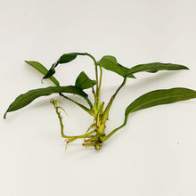 Load image into Gallery viewer, Anubias Lanceolata-Aquatic Plants-Glass Grown-Glass Grown Aquatics-Aquarium live fish plants, decor