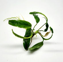 Load image into Gallery viewer, Anubias Minima-Aquatic Plants-Glass Grown-Glass Grown Aquatics-Aquarium live fish plants, decor