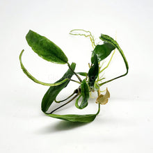 Load image into Gallery viewer, Anubias Minima-Aquatic Plants-Glass Grown-Glass Grown Aquatics-Aquarium live fish plants, decor