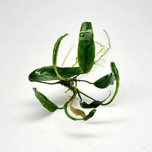Load image into Gallery viewer, Anubias Minima-Aquatic Plants-Glass Grown-Glass Grown Aquatics-Aquarium live fish plants, decor
