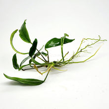 Load image into Gallery viewer, Anubias Minima-Aquatic Plants-Glass Grown-Glass Grown Aquatics-Aquarium live fish plants, decor