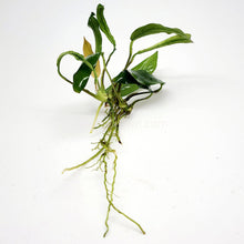 Load image into Gallery viewer, Anubias Minima-Aquatic Plants-Glass Grown-Glass Grown Aquatics-Aquarium live fish plants, decor