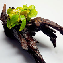 Load image into Gallery viewer, Driftwood Anubias-Aquatic Plants-Glass Grown-Glass Grown Aquatics-Aquarium live fish plants, decor