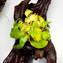 Load image into Gallery viewer, Driftwood Anubias-Aquatic Plants-Glass Grown-Glass Grown Aquatics-Aquarium live fish plants, decor