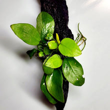 Load image into Gallery viewer, Driftwood Anubias-Aquatic Plants-Glass Grown-Glass Grown Aquatics-Aquarium live fish plants, decor