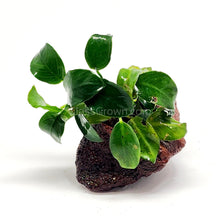 Load image into Gallery viewer, Lava Rock Anubias Nana Petite-Aquatic Plants-Glass Grown-Glass Grown Aquatics-Aquarium live fish plants, decor