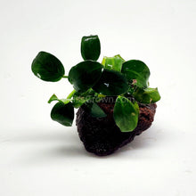 Load image into Gallery viewer, Lava Rock Anubias Nana Petite-Aquatic Plants-Glass Grown-Glass Grown Aquatics-Aquarium live fish plants, decor