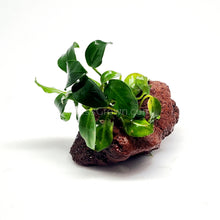 Load image into Gallery viewer, Lava Rock Anubias Nana Petite-Aquatic Plants-Glass Grown-Glass Grown Aquatics-Aquarium live fish plants, decor