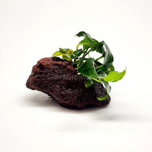 Load image into Gallery viewer, Lava Rock Anubias Nana Petite-Aquatic Plants-Glass Grown-Glass Grown Aquatics-Aquarium live fish plants, decor