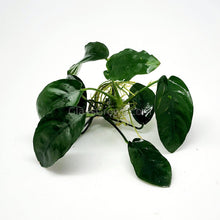 Load image into Gallery viewer, Anubias Nana-Aquatic Plants-Glass Grown-Glass Grown Aquatics-Aquarium live fish plants, decor
