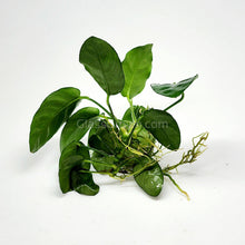 Load image into Gallery viewer, Anubias Nana-Aquatic Plants-Glass Grown-Glass Grown Aquatics-Aquarium live fish plants, decor