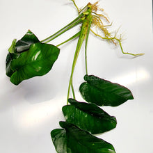 Load image into Gallery viewer, Anubias Nana Mother-Aquatic Plants-Glass Grown-Glass Grown Aquatics-Aquarium live fish plants, decor