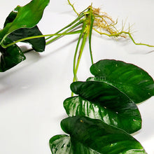 Load image into Gallery viewer, Anubias Nana Mother-Aquatic Plants-Glass Grown-Glass Grown Aquatics-Aquarium live fish plants, decor