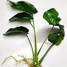 Load image into Gallery viewer, Anubias Nana Mother-Aquatic Plants-Glass Grown-Glass Grown Aquatics-Aquarium live fish plants, decor