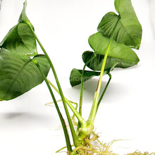 Load image into Gallery viewer, Anubias Nana Mother-Aquatic Plants-Glass Grown-Glass Grown Aquatics-Aquarium live fish plants, decor