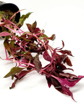 Load image into Gallery viewer, Bunch Scarlet Temple (Alternanthera Reineckii)-Aquatic Plants-Glass Grown-Bunch-Glass Grown Aquatics-Aquarium live fish plants, decor