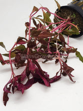 Load image into Gallery viewer, Potted Scarlet Temple-Aquatic Plants-Glass Grown-Glass Grown Aquatics-Aquarium live fish plants, decor