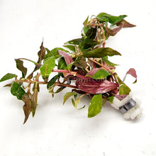 Load image into Gallery viewer, Bunch Scarlet Temple (Alternanthera Reineckii)-Aquatic Plants-Glass Grown-Glass Grown Aquatics-Aquarium live fish plants, decor