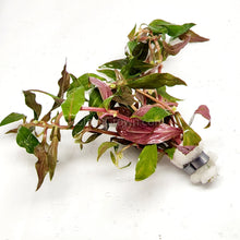 Load image into Gallery viewer, Bunch Scarlet Temple (Alternanthera Reineckii)-Aquatic Plants-Glass Grown-Bunch-Glass Grown Aquatics-Aquarium live fish plants, decor