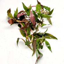 Load image into Gallery viewer, Bunch Scarlet Temple (Alternanthera Reineckii)-Aquatic Plants-Glass Grown-Glass Grown Aquatics-Aquarium live fish plants, decor