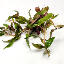 Load image into Gallery viewer, Bunch Scarlet Temple (Alternanthera Reineckii)-Aquatic Plants-Glass Grown-Glass Grown Aquatics-Aquarium live fish plants, decor