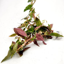 Load image into Gallery viewer, Bunch Scarlet Temple (Alternanthera Reineckii)-Aquatic Plants-Glass Grown-Glass Grown Aquatics-Aquarium live fish plants, decor