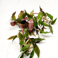 Load image into Gallery viewer, Bunch Scarlet Temple (Alternanthera Reineckii)-Aquatic Plants-Glass Grown-Glass Grown Aquatics-Aquarium live fish plants, decor