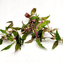 Load image into Gallery viewer, Bunch Scarlet Temple (Alternanthera Reineckii)-Aquatic Plants-Glass Grown-Glass Grown Aquatics-Aquarium live fish plants, decor