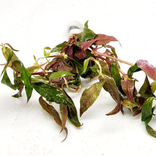 Load image into Gallery viewer, Bunch Scarlet Temple (Alternanthera Reineckii)-Aquatic Plants-Glass Grown-Glass Grown Aquatics-Aquarium live fish plants, decor