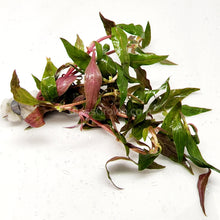 Load image into Gallery viewer, Bunch Scarlet Temple (Alternanthera Reineckii)-Aquatic Plants-Glass Grown-Glass Grown Aquatics-Aquarium live fish plants, decor