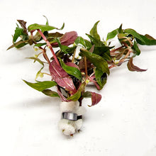 Load image into Gallery viewer, Bunch Scarlet Temple (Alternanthera Reineckii)-Aquatic Plants-Glass Grown-Bunch-Glass Grown Aquatics-Aquarium live fish plants, decor