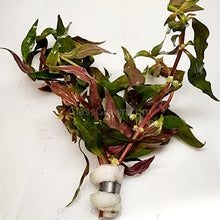 Load image into Gallery viewer, Bunch Scarlet Temple (Alternanthera Reineckii)-Aquatic Plants-Glass Grown-Bunch-Glass Grown Aquatics-Aquarium live fish plants, decor