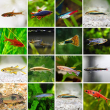 Load image into Gallery viewer, Nano Fish for Adoption (Assorted)-Live Animals-Glass Grown Aquatics-School of 3-Glass Grown Aquatics-Aquarium live fish plants, decor