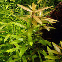 Load image into Gallery viewer, Mystery Bunch plant NYE-Aquatic Plants-Glass Grown Aquatics-Single-Glass Grown Aquatics-Aquarium live fish plants, decor