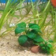 Load image into Gallery viewer, Potted Anubias Nana-Aquatic Plants-Glass Grown-Glass Grown Aquatics-Aquarium live fish plants, decor
