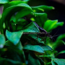 Load image into Gallery viewer, Potted Anubias Nana-Aquatic Plants-Glass Grown-Glass Grown Aquatics-Aquarium live fish plants, decor
