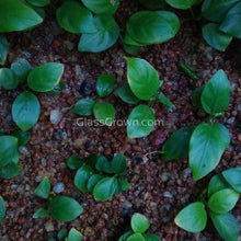 Load image into Gallery viewer, Anubias Nana-Aquatic Plants-Glass Grown-Glass Grown Aquatics-Aquarium live fish plants, decor