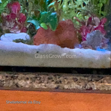 Load image into Gallery viewer, Lava Rock Anubias Nana Petite-Aquatic Plants-Glass Grown-Glass Grown Aquatics-Aquarium live fish plants, decor