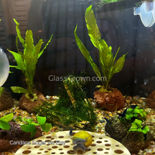 Load image into Gallery viewer, Lava Rock Anubias Nana Petite-Aquatic Plants-Glass Grown-Glass Grown Aquatics-Aquarium live fish plants, decor