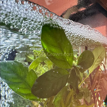 Load image into Gallery viewer, Anubias Nana-Aquatic Plants-Glass Grown-Glass Grown Aquatics-Aquarium live fish plants, decor