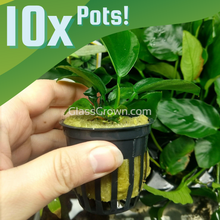 Load image into Gallery viewer, Anubias Barteri 3-10 Pots-Aquatic Plants-Glass Grown-10x Pots-Glass Grown Aquatics-Aquarium live fish plants, decor