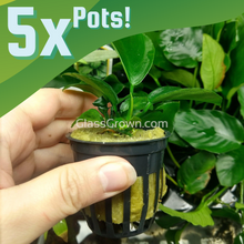 Load image into Gallery viewer, Anubias Barteri 3-10 Pots-Aquatic Plants-Glass Grown-5x Pots-Glass Grown Aquatics-Aquarium live fish plants, decor