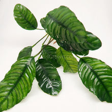 Load image into Gallery viewer, Anubias Coffeefolia Mother-Aquatic Plants-Glass Grown-Glass Grown Aquatics-Aquarium live fish plants, decor