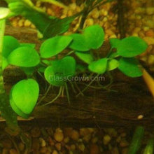 Load image into Gallery viewer, Potted Anubias Nana-Aquatic Plants-Glass Grown-Glass Grown Aquatics-Aquarium live fish plants, decor