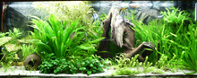 Load image into Gallery viewer, Potted Anubias Nana-Aquatic Plants-Glass Grown-Glass Grown Aquatics-Aquarium live fish plants, decor