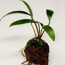 Load image into Gallery viewer, Lava Rock Anubias-Aquatic Plants-Glass Grown-Glass Grown Aquatics-Aquarium live fish plants, decor