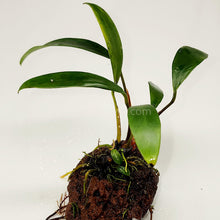 Load image into Gallery viewer, Lava Rock Anubias-Aquatic Plants-Glass Grown-Glass Grown Aquatics-Aquarium live fish plants, decor