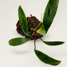 Load image into Gallery viewer, Lava Rock Anubias-Aquatic Plants-Glass Grown-Glass Grown Aquatics-Aquarium live fish plants, decor